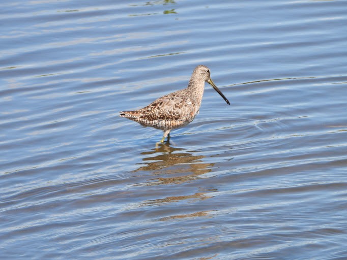 Long-billed Dowitcher - ML642337104