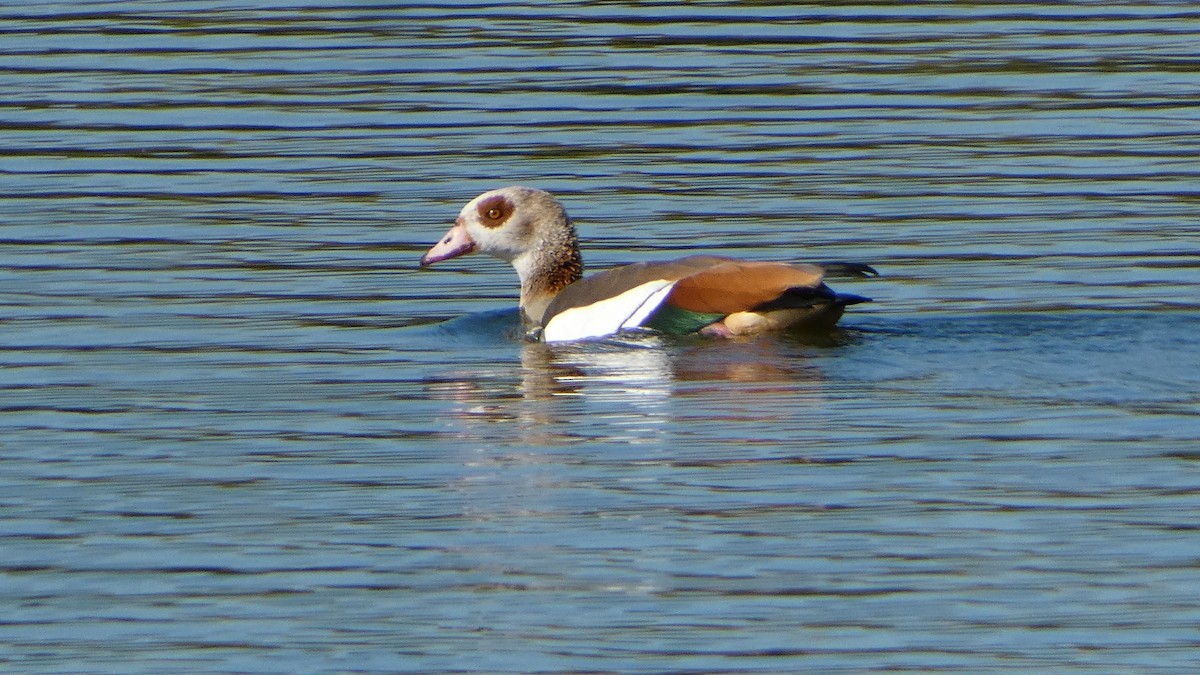 Egyptian Goose - ML642337106