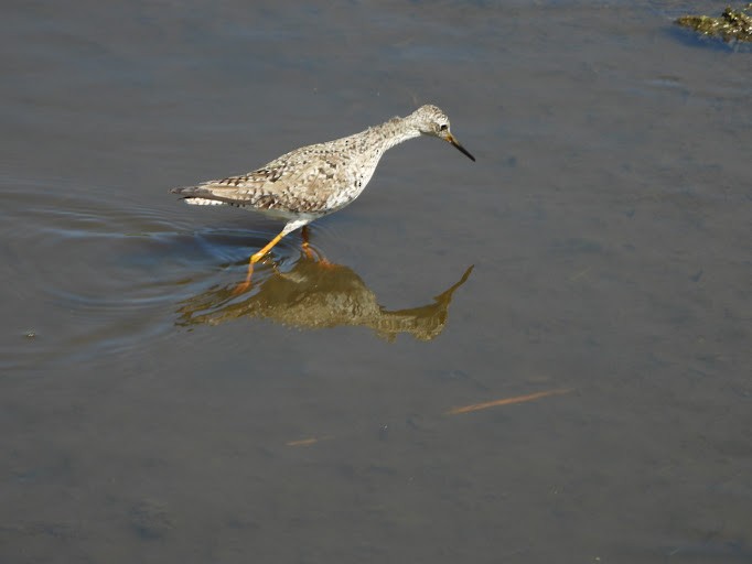 Lesser Yellowlegs - ML642337111