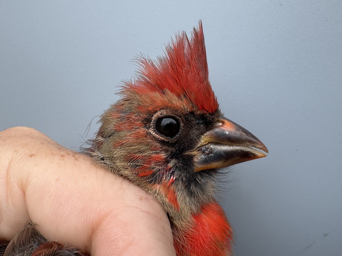 Northern Cardinal - Alex Lamoreaux