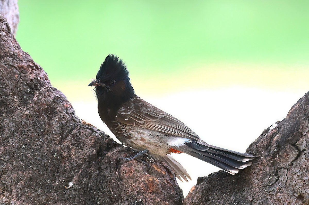 Red-vented Bulbul - ML642337120