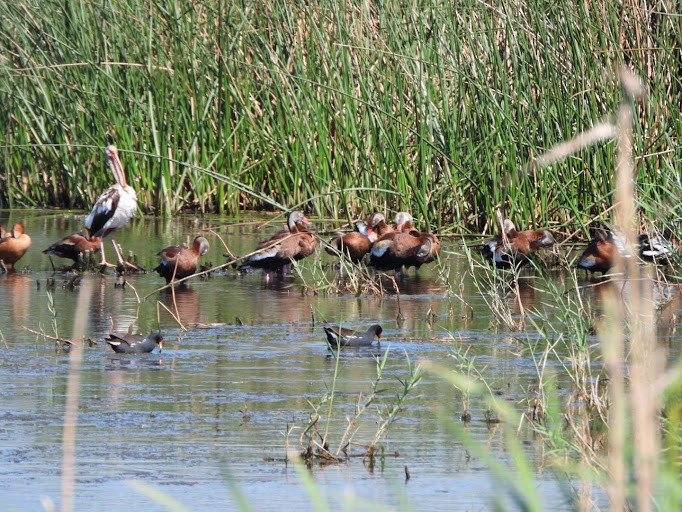 rødnebbplystreand (fulgens) - ML642337124