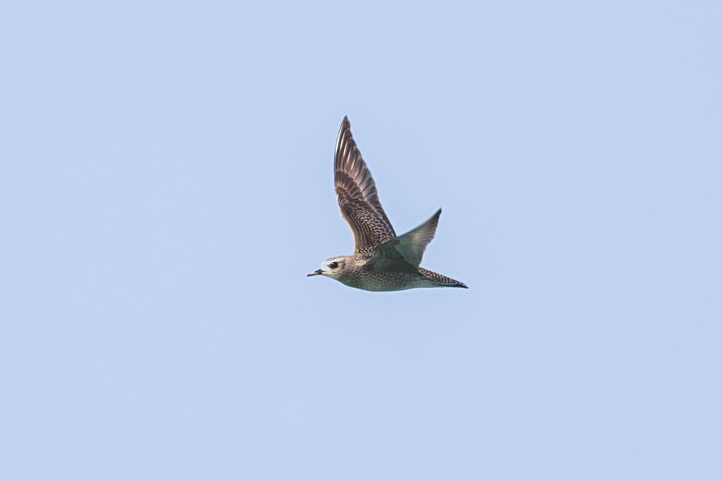 American Golden-Plover - ML642337127