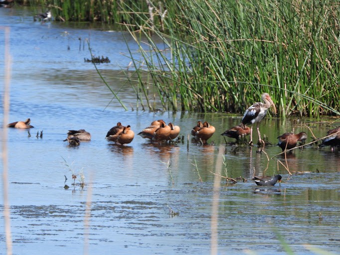 Fulvous Whistling-Duck - ML642337128