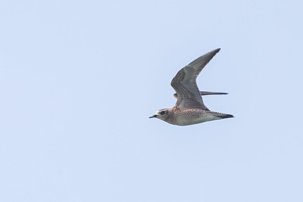 American Golden-Plover - ML642337129