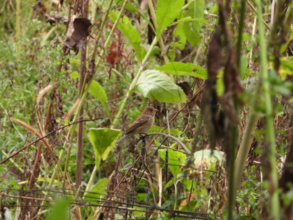 Indigo Bunting - ML642337131