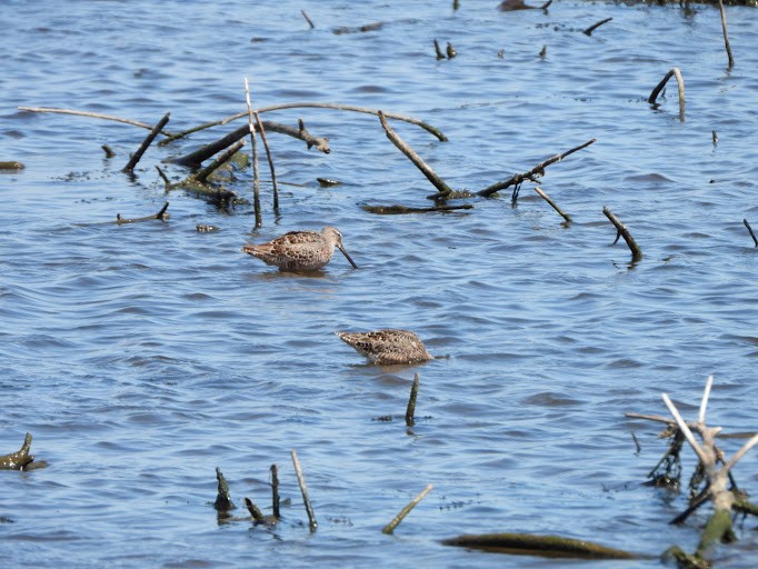 Long-billed Dowitcher - ML642337142