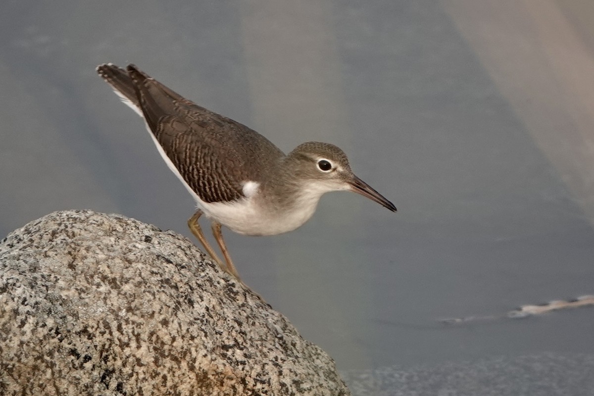 Spotted Sandpiper - ML642337143