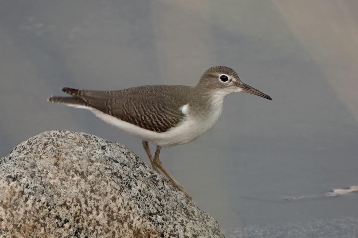 Spotted Sandpiper - ML642337144
