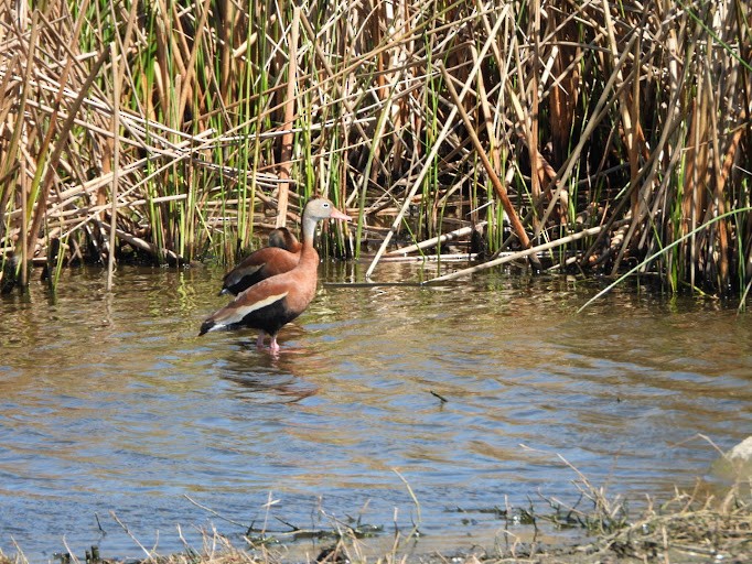 rødnebbplystreand (fulgens) - ML642337146