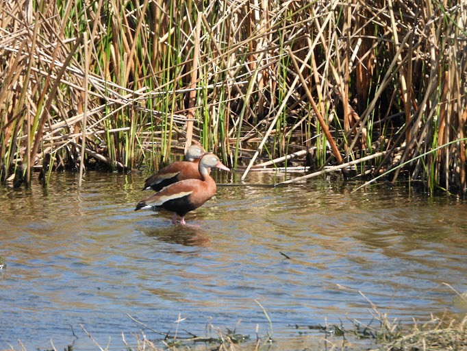 rødnebbplystreand (fulgens) - ML642337151