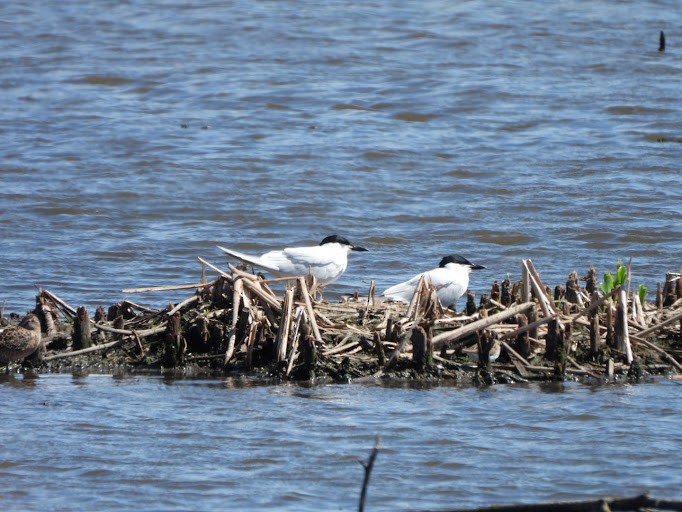 Gull-billed Tern - ML642337159