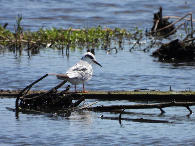 Forster's Tern - ML642337166