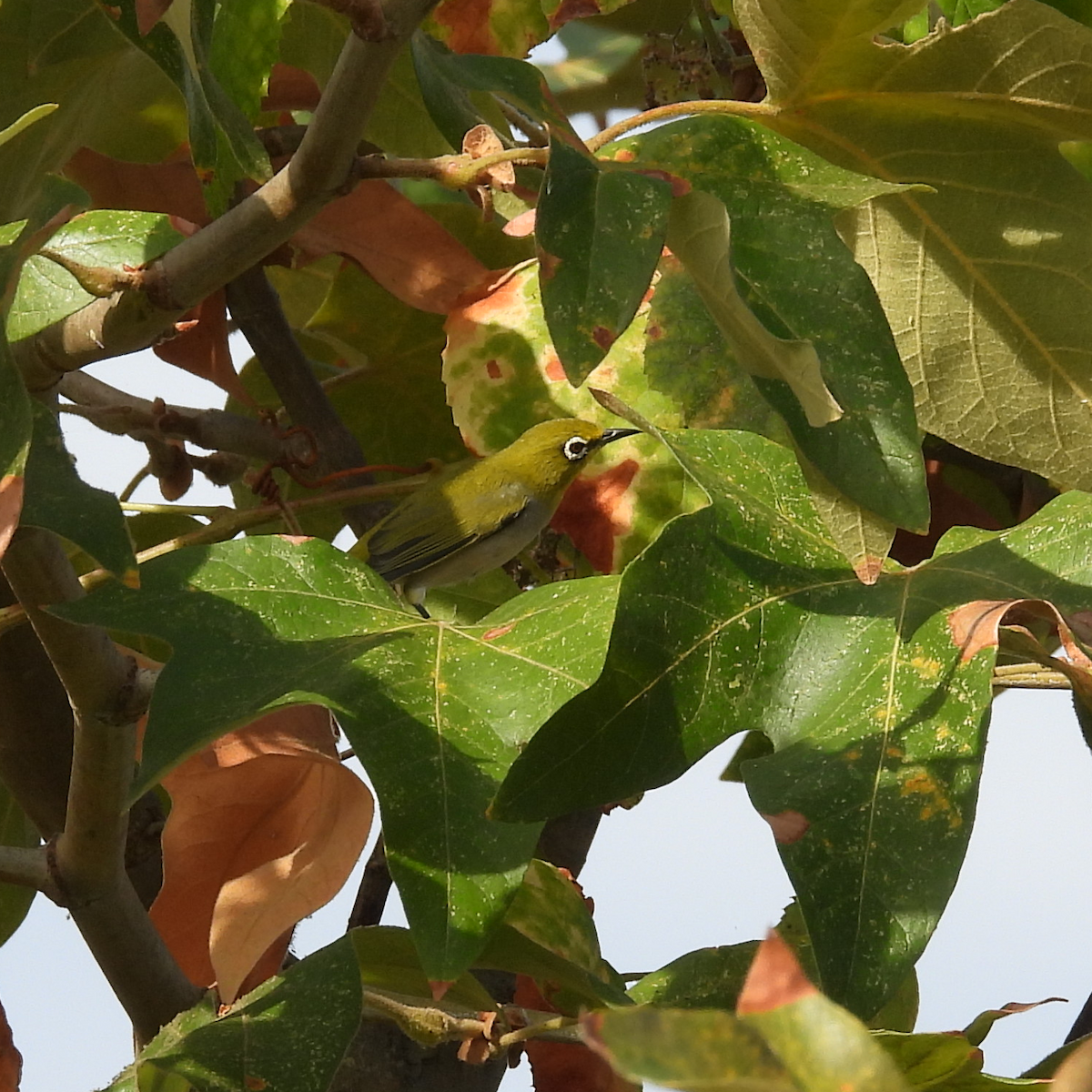 Swinhoe's White-eye - ML642337167