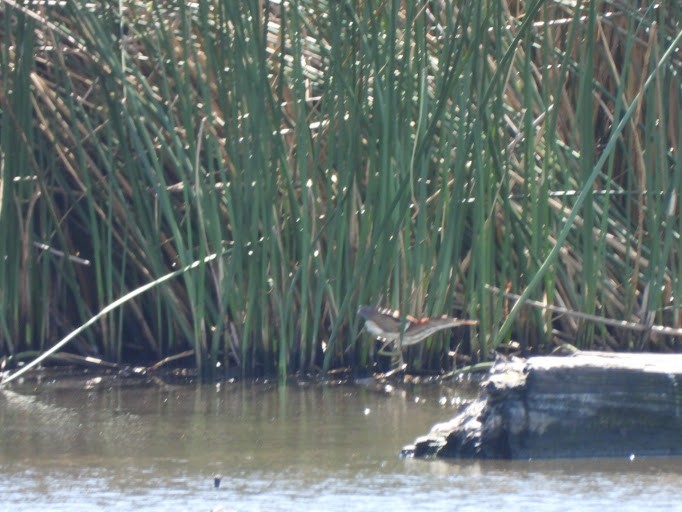 Least Bittern - ML642337177