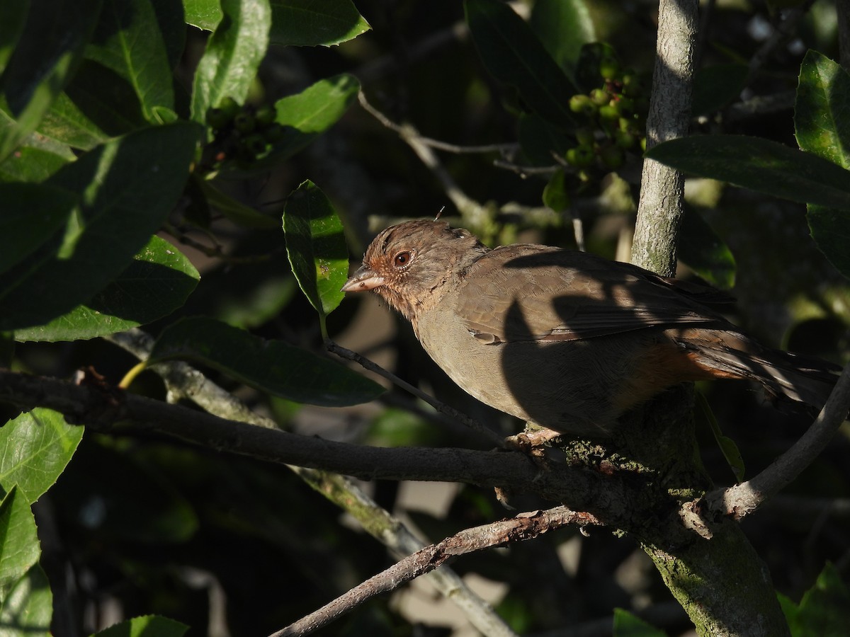 California Towhee - ML642337178
