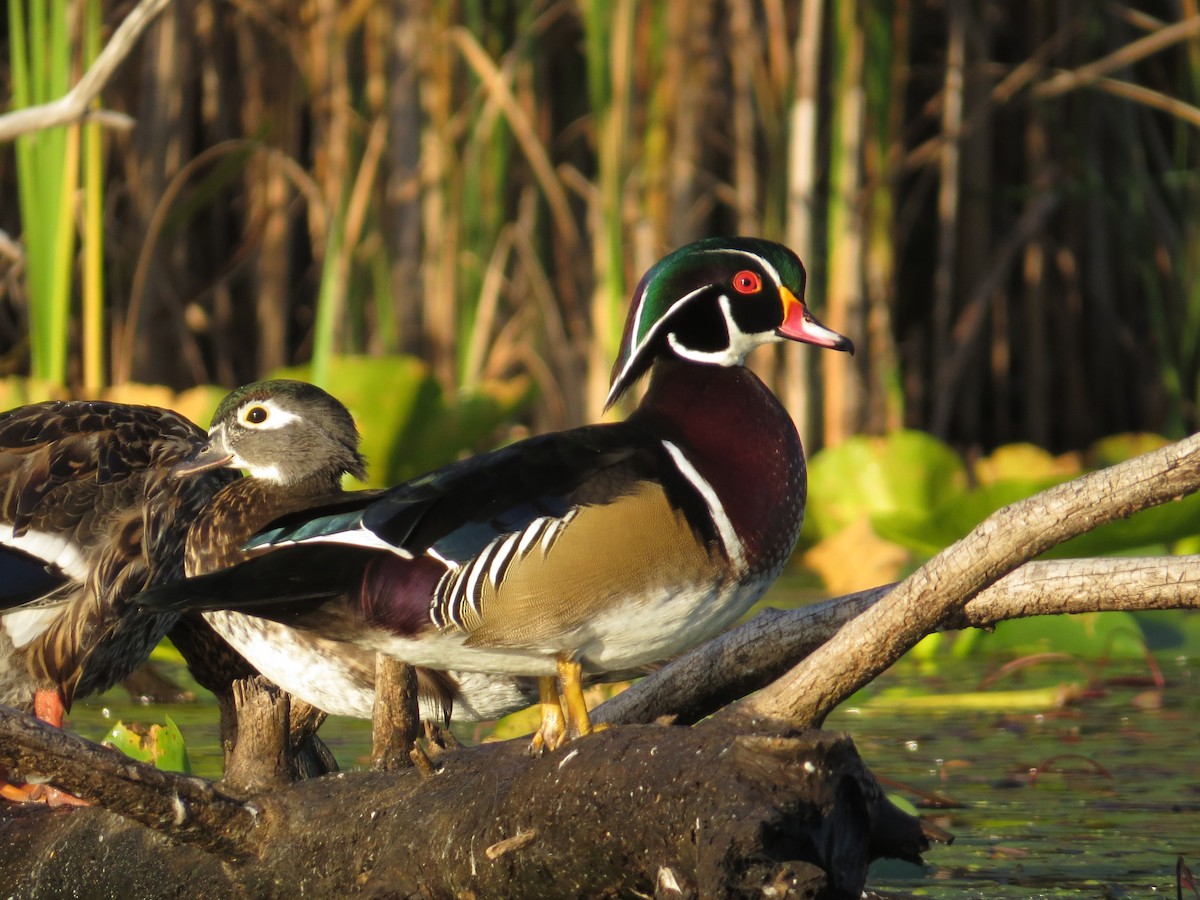 Wood Duck - ML642337183