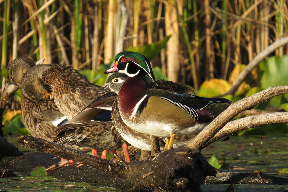 Wood Duck - ML642337184