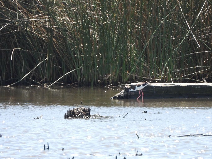 Least Bittern - ML642337192