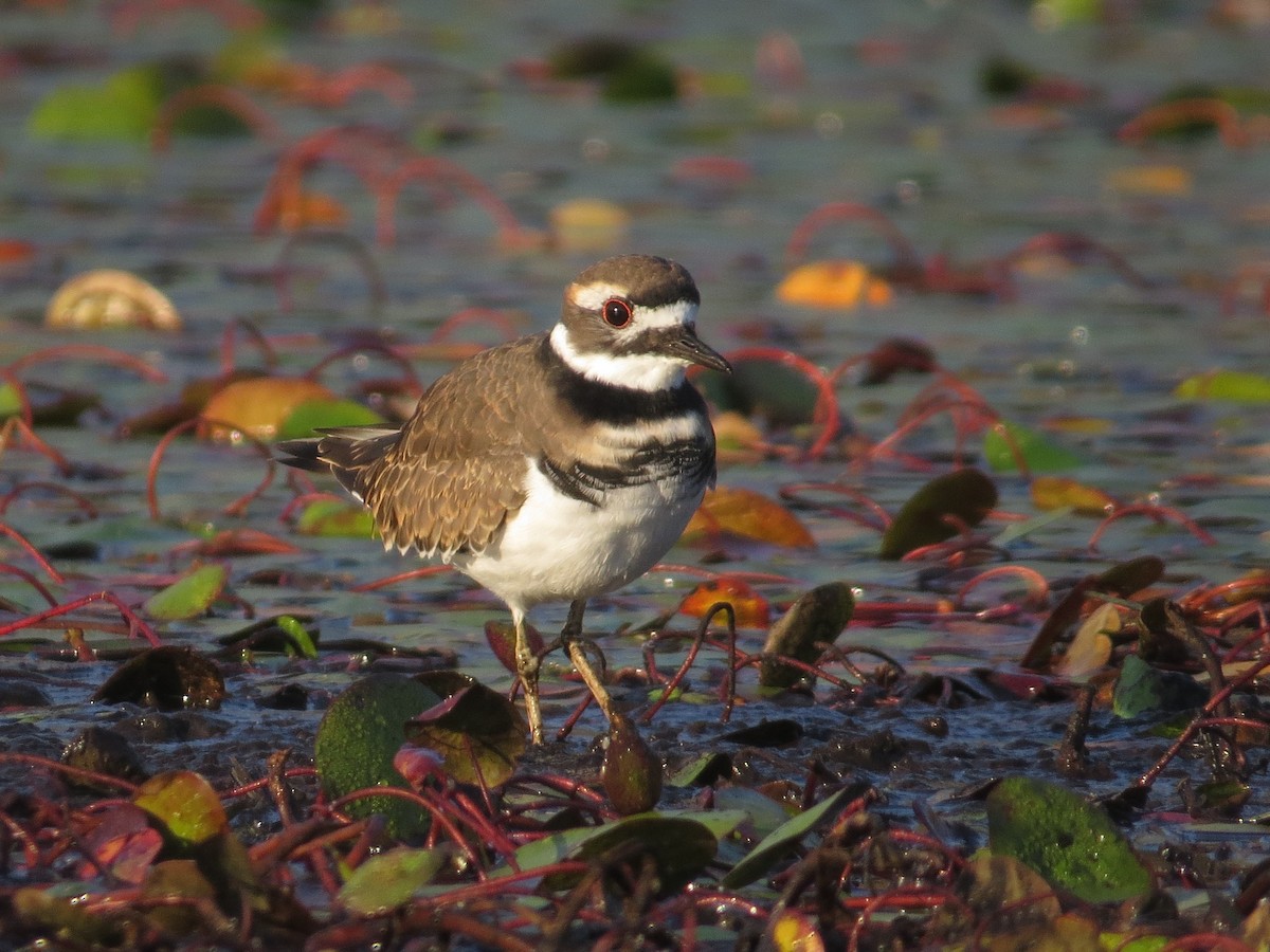 Killdeer - ML642337194