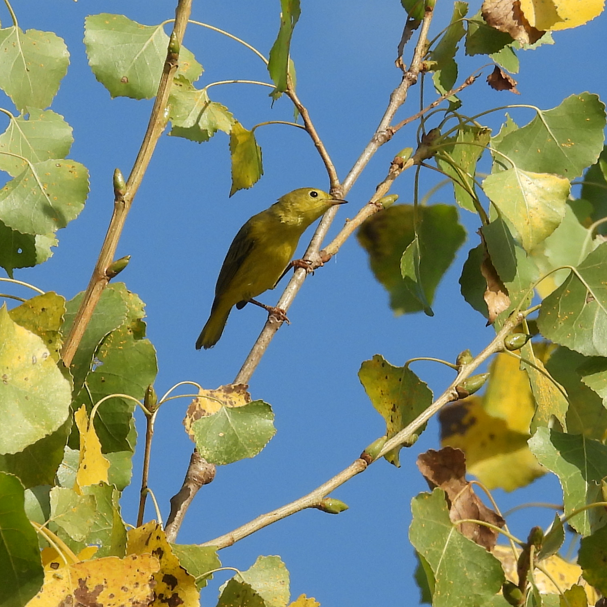 Yellow Warbler - ML642337206