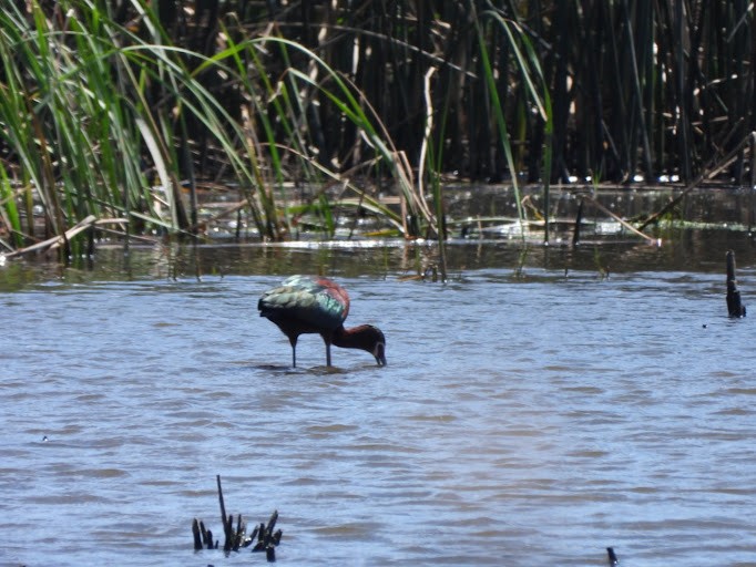White-faced Ibis - ML642337207