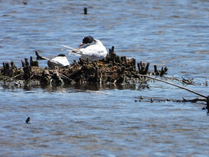 Common Tern - ML642337223