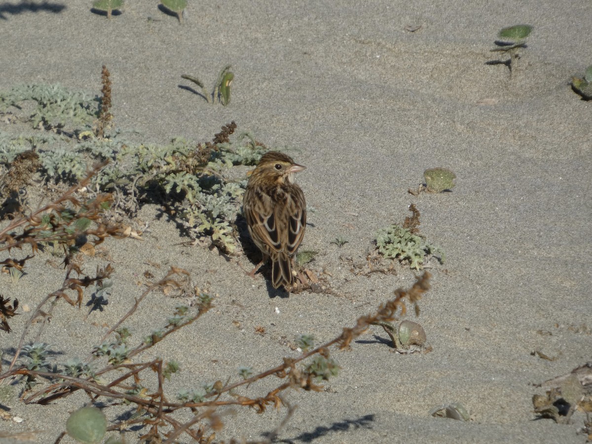 Savannah Sparrow - ML642337236