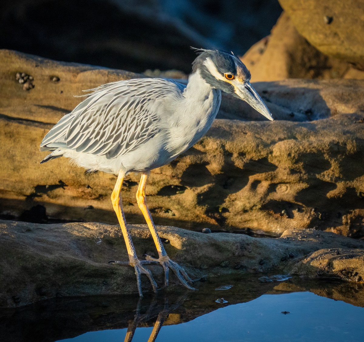 Krabbenreiher - ML642337254