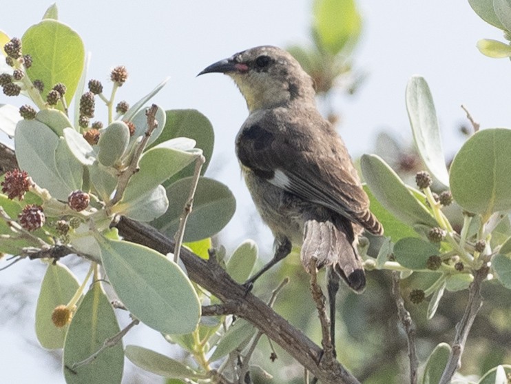 Bananaquit - ML642337330