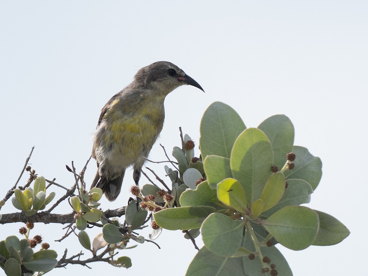 Bananaquit - ML642337331