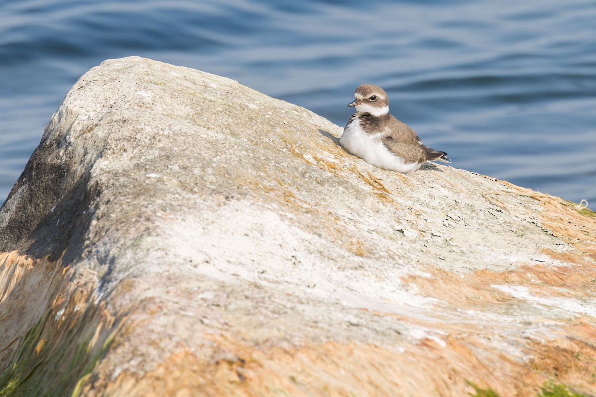 Semipalmated Plover - ML642337333