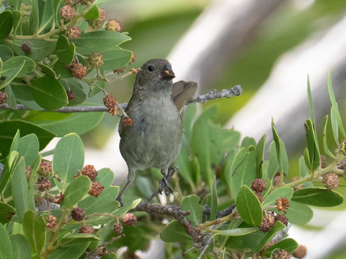 Black-faced Grassquit - ML642337340