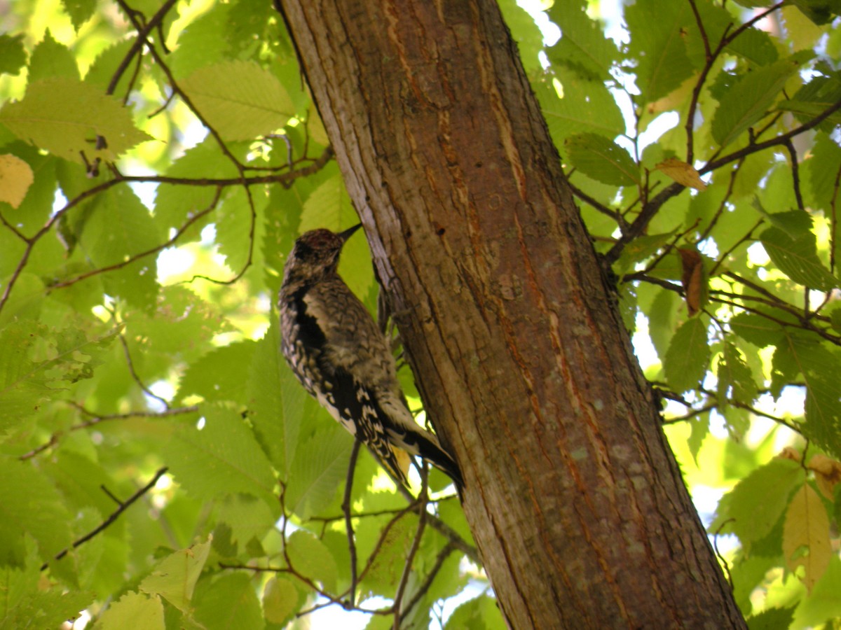 Yellow-bellied Sapsucker - ML642337355