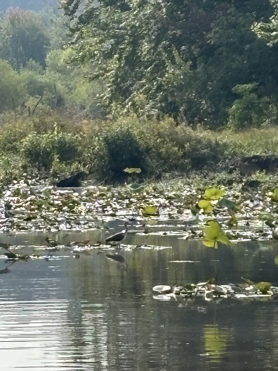 White Ibis - ML642337375