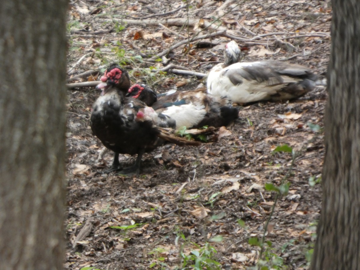 Muscovy Duck (Domestic type) - ML642337378