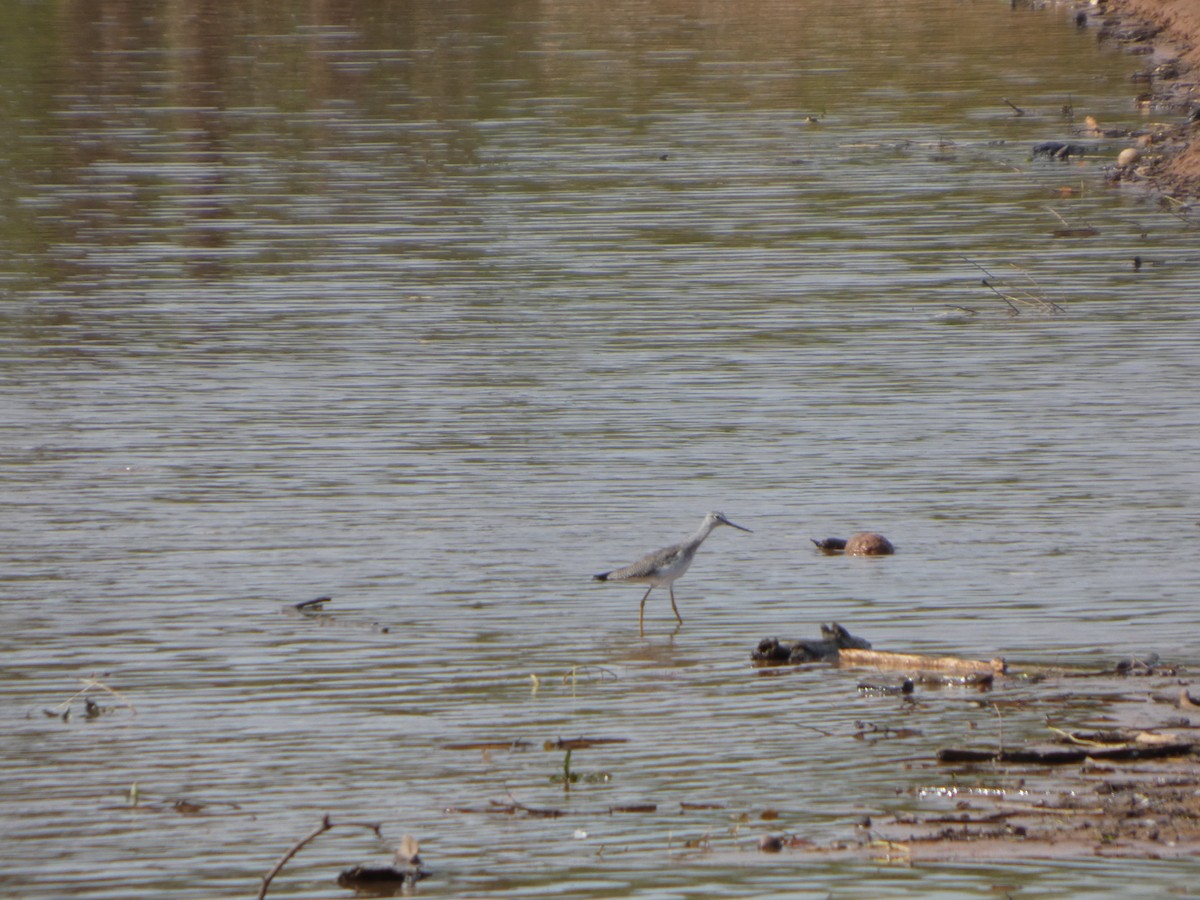 Greater Yellowlegs - ML642337384