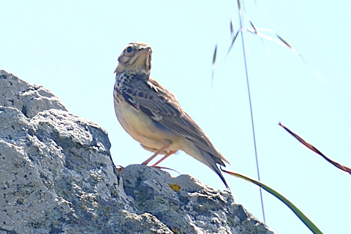Wood Lark - ML642337385