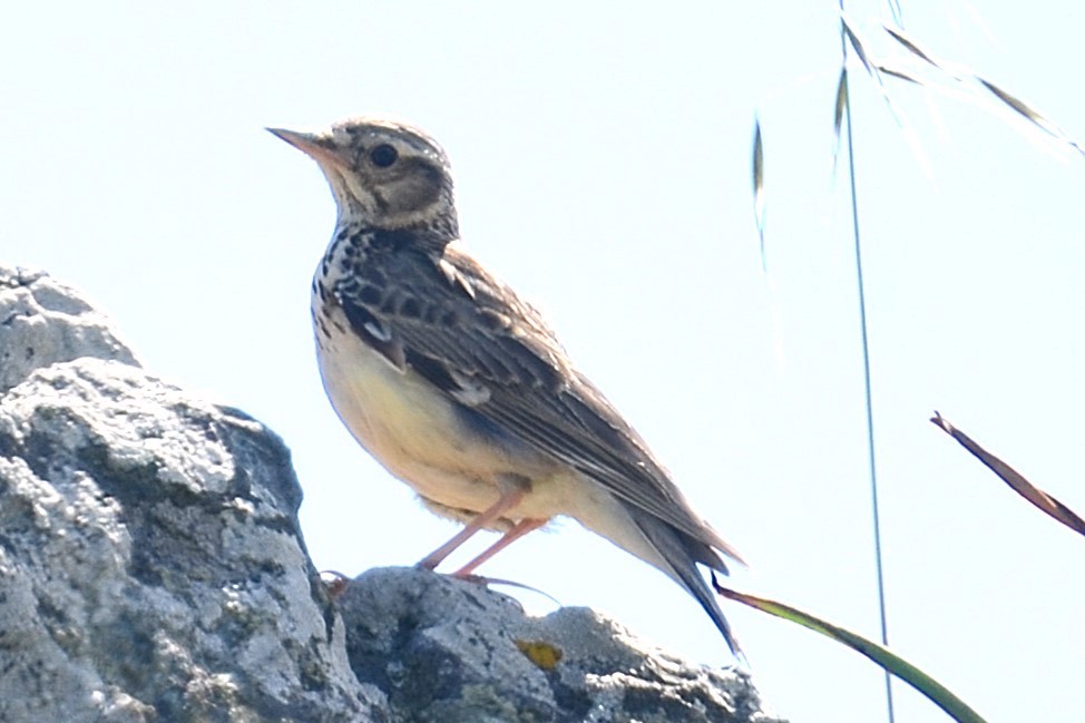 Wood Lark - ML642337386