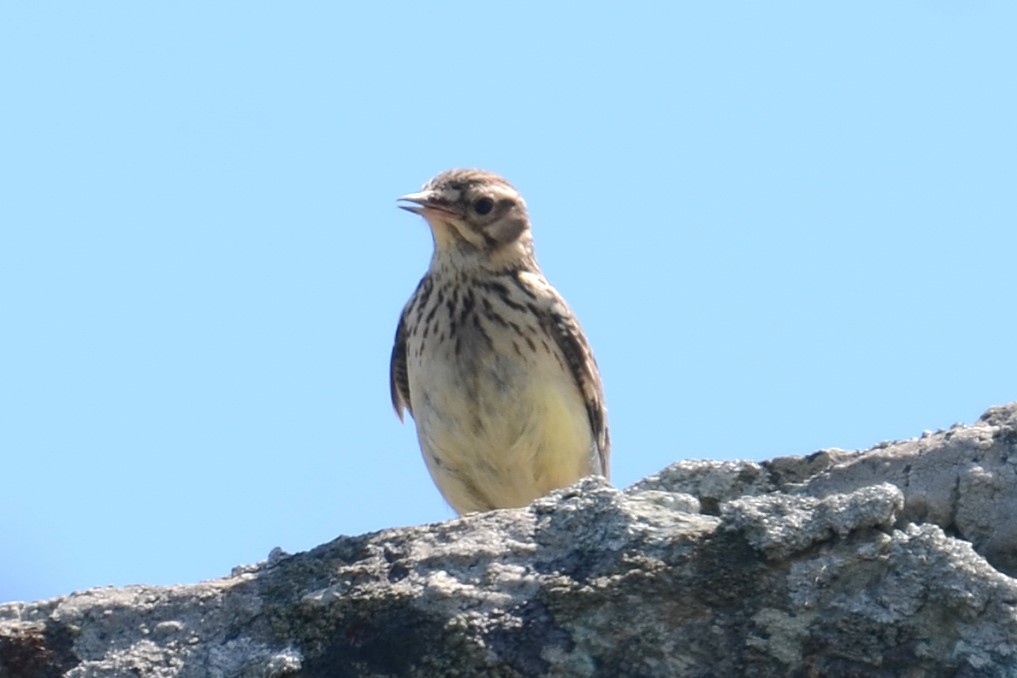 Wood Lark - ML642337387