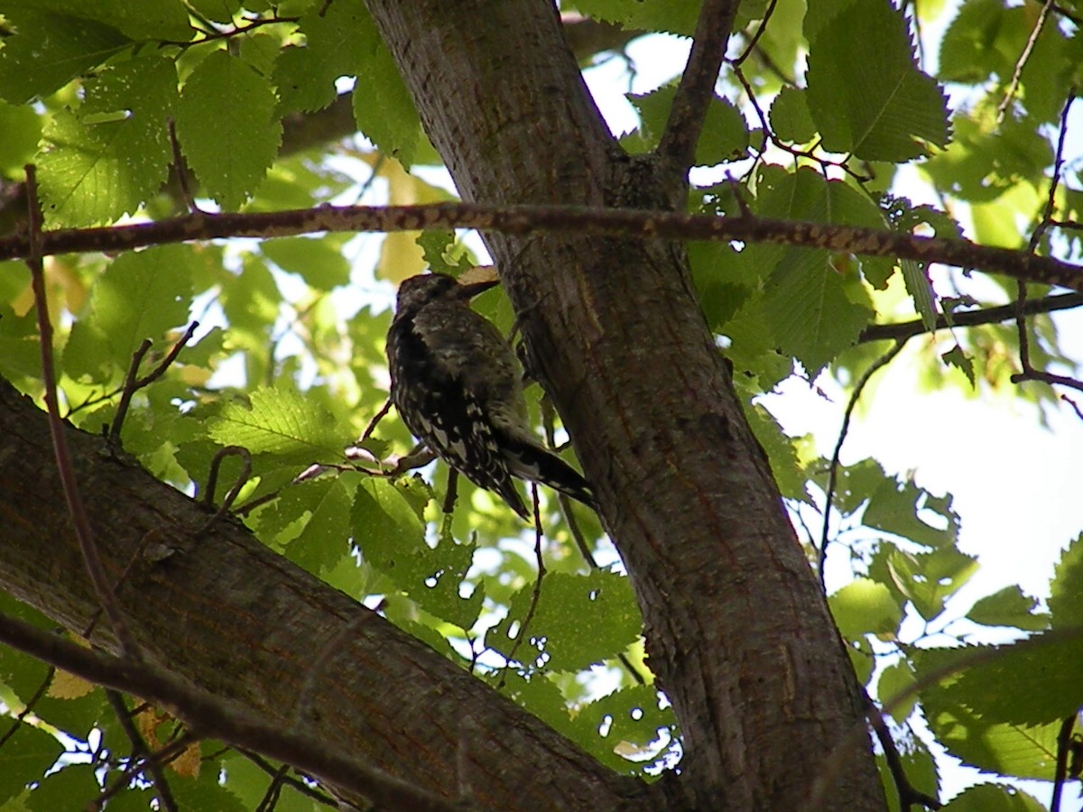 Yellow-bellied Sapsucker - ML642337388