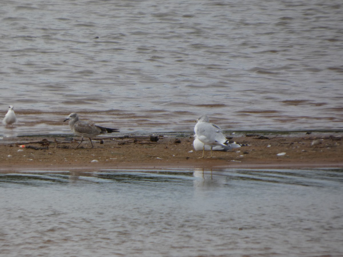 Laughing Gull - ML642337393