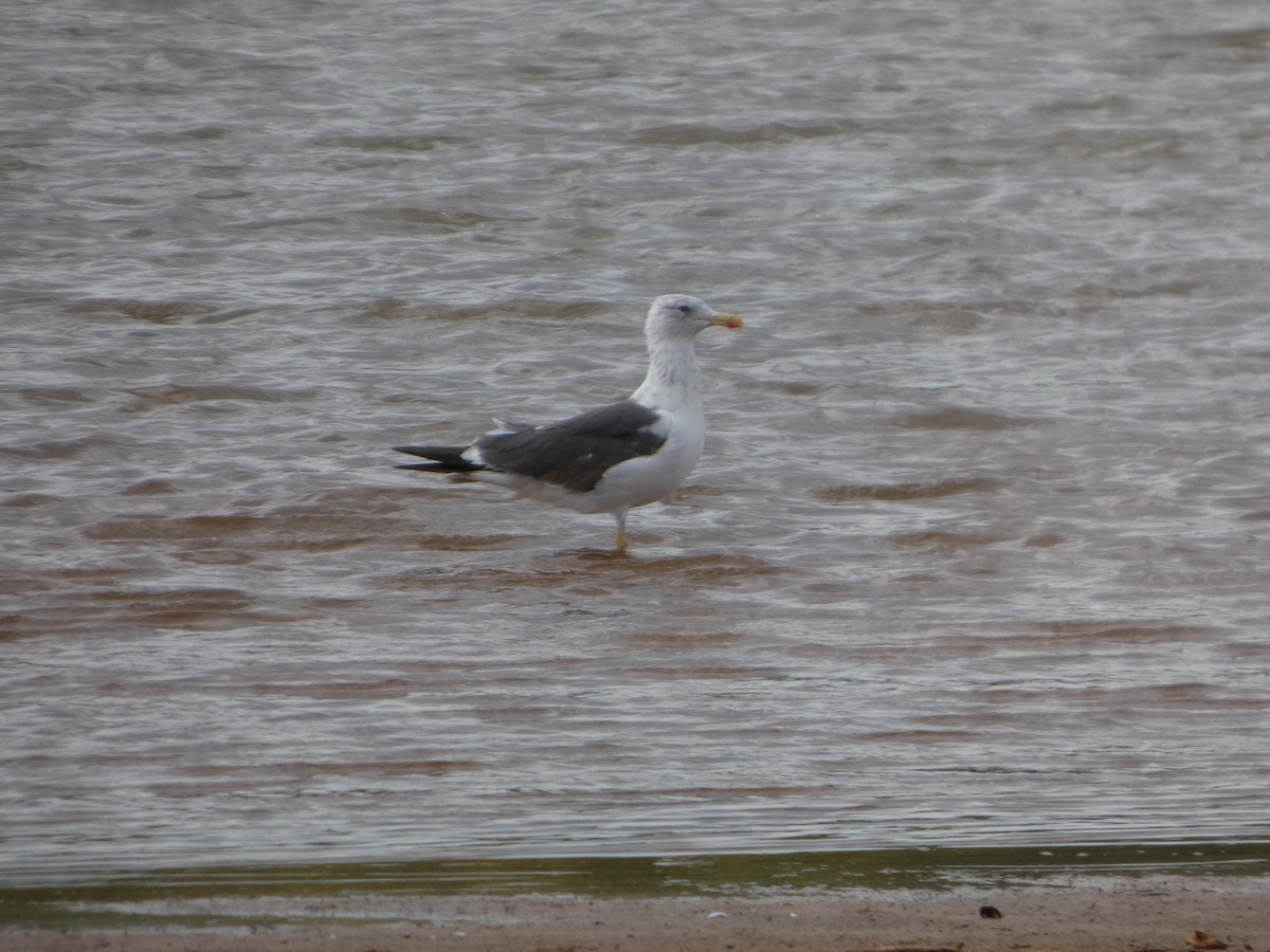 Lesser Black-backed Gull - ML642337399
