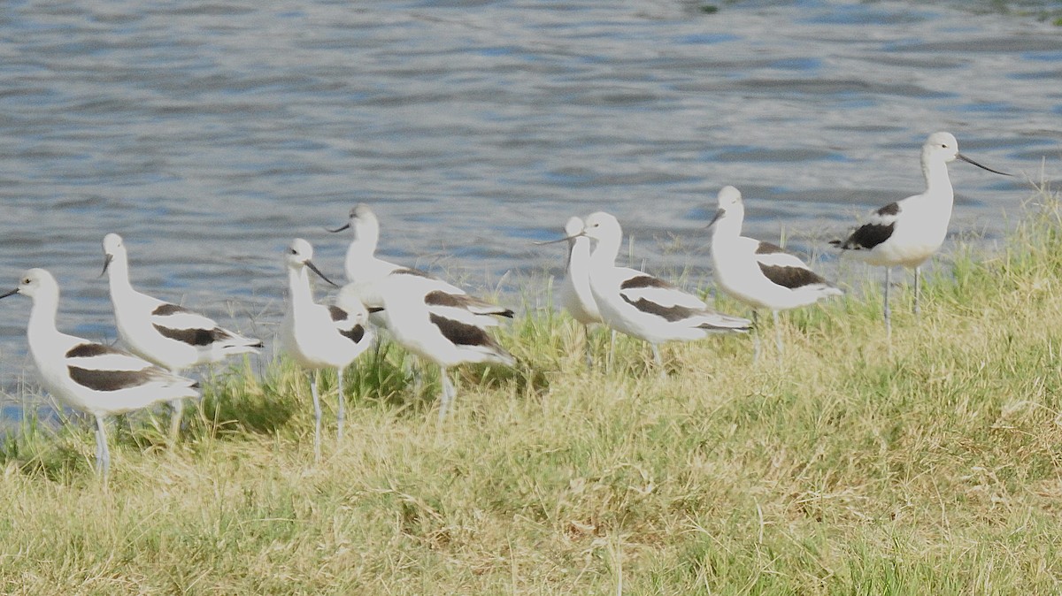 American Avocet - ML642337440