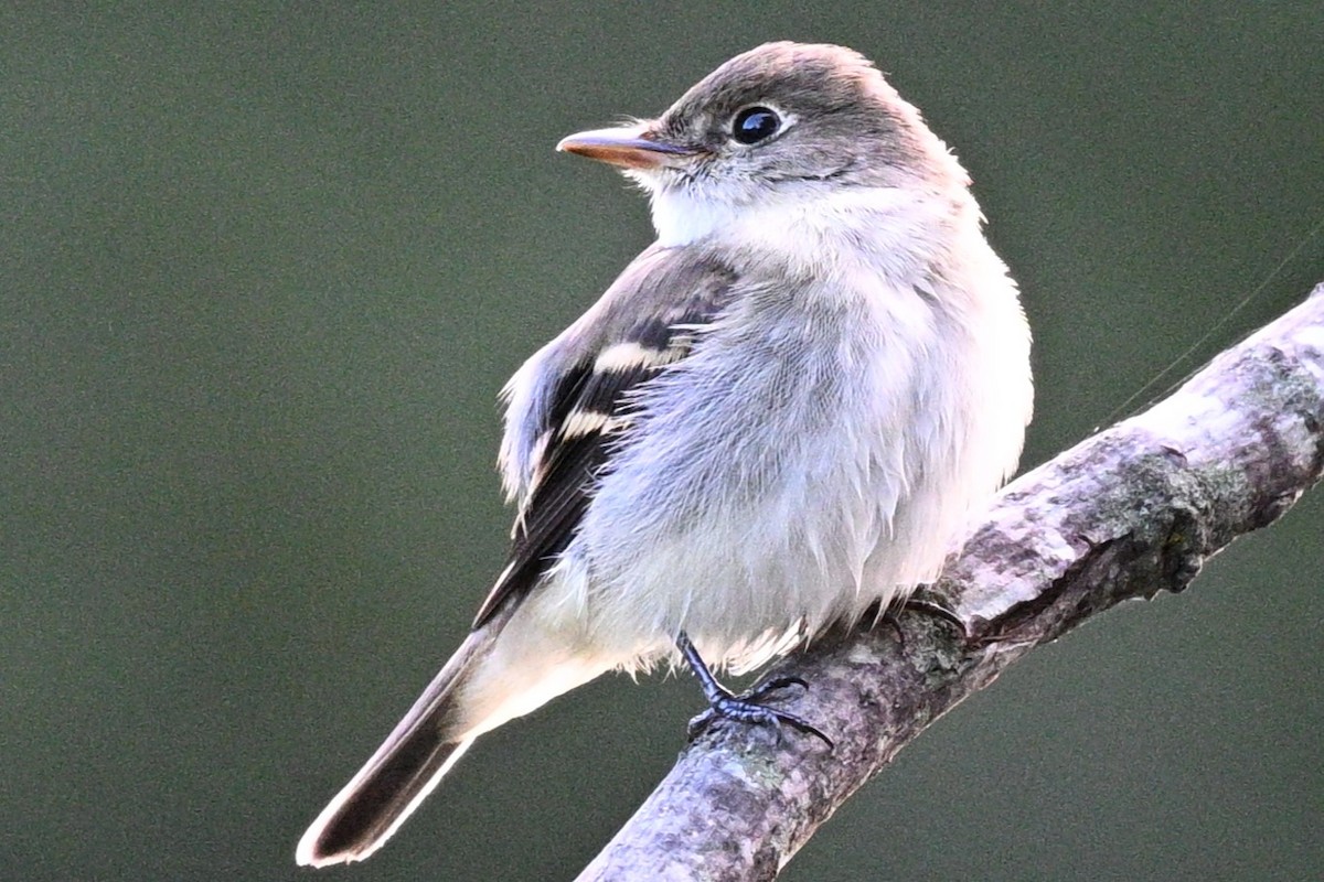 Піві-малюк вільховий - ML642337441