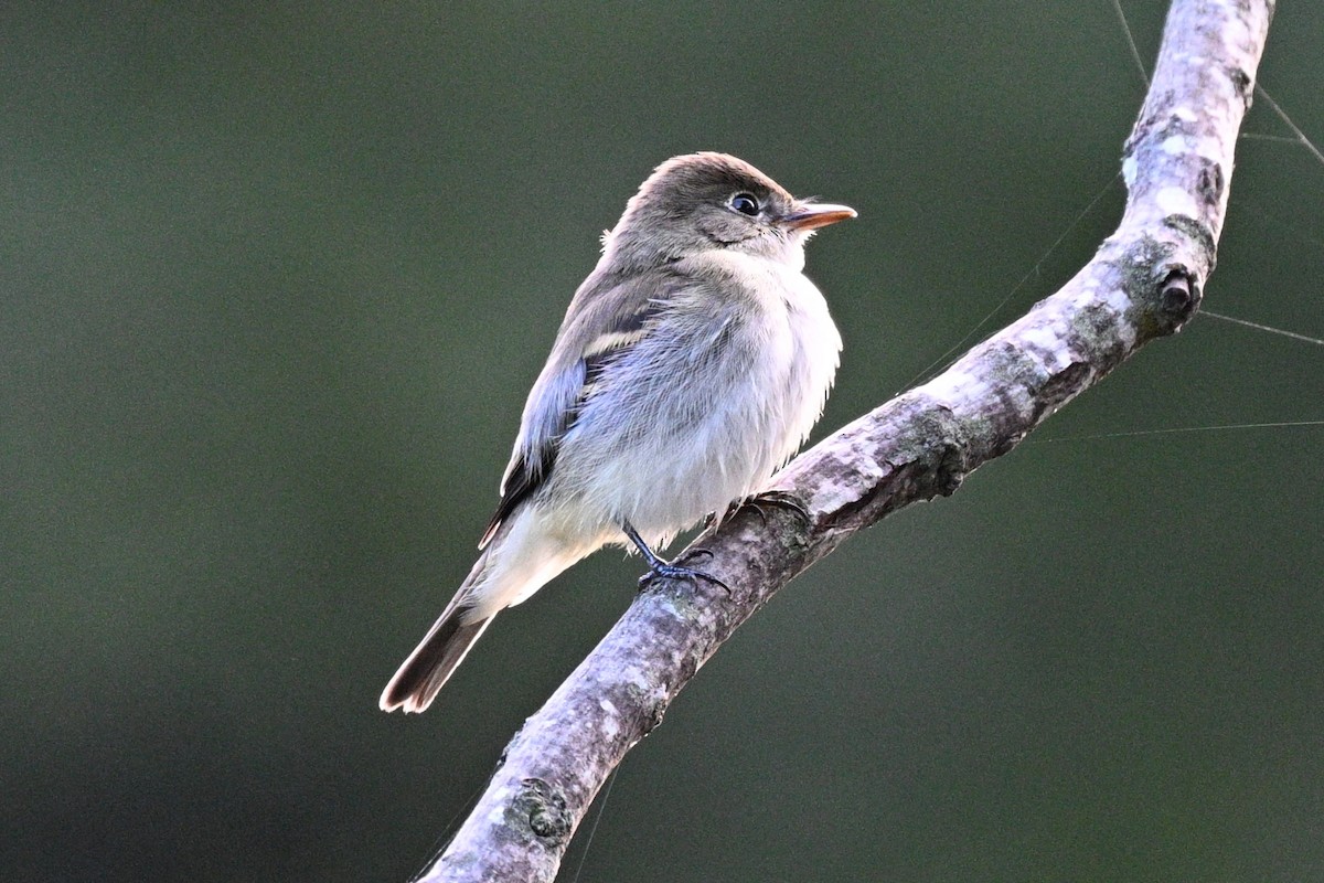 Піві-малюк вільховий - ML642337442
