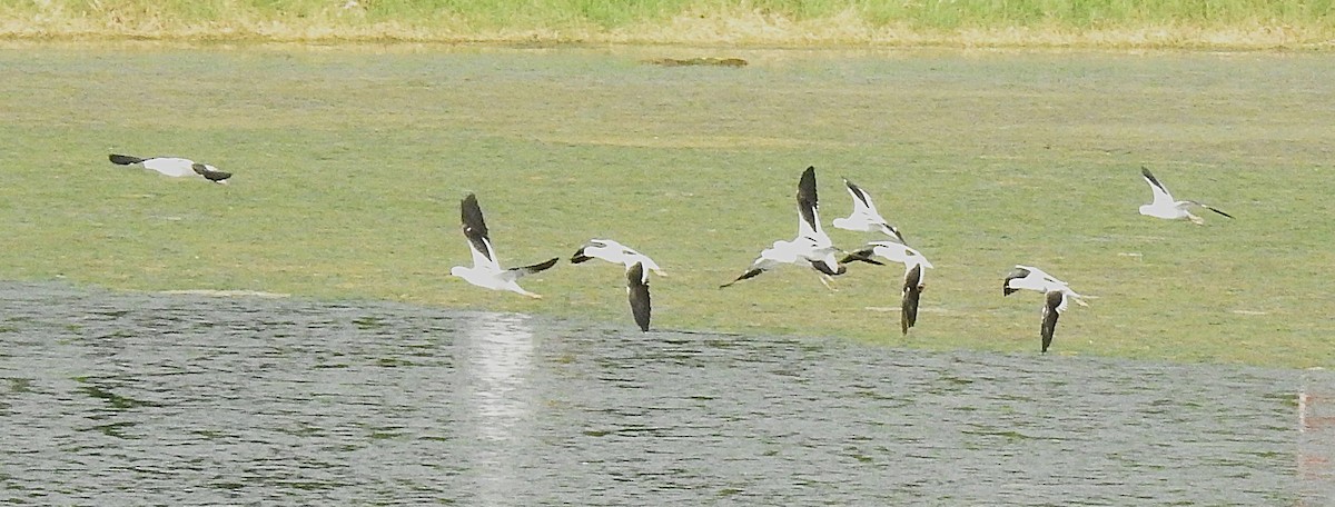 American Avocet - ML642337457