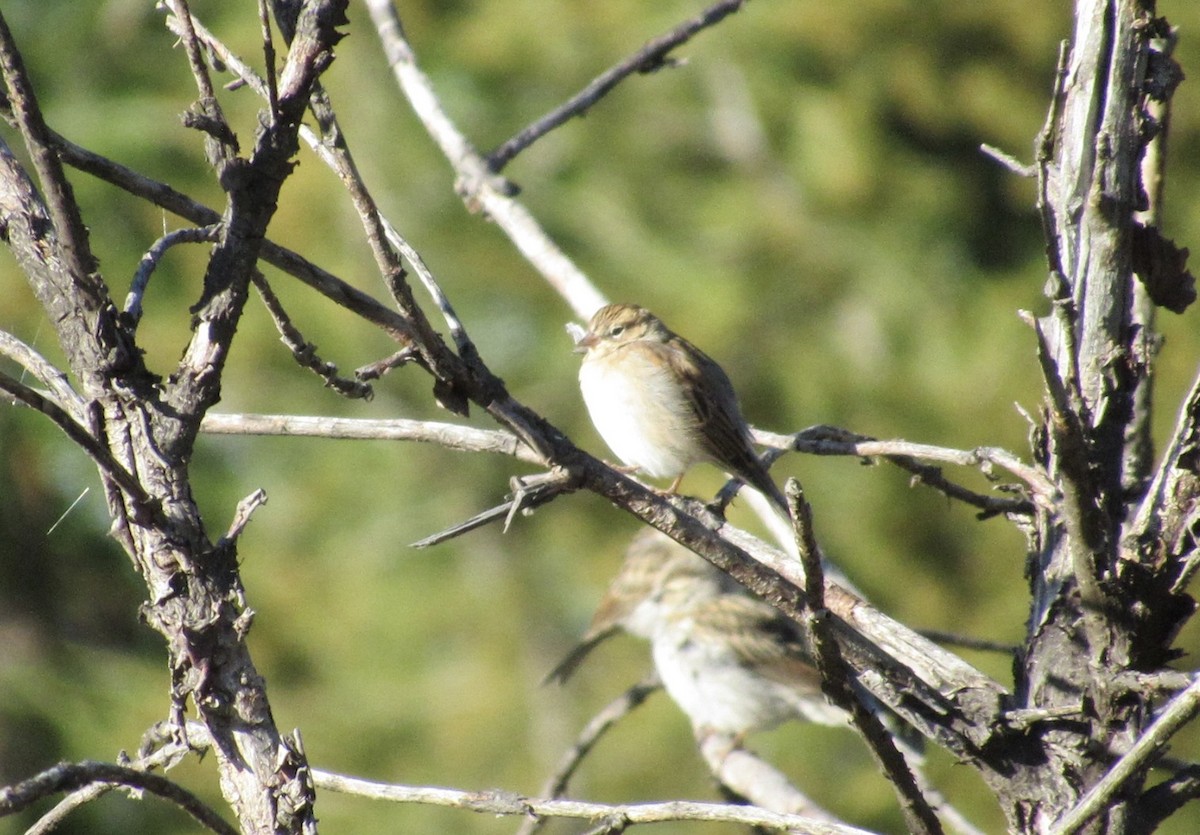 Chipping Sparrow - ML642337460