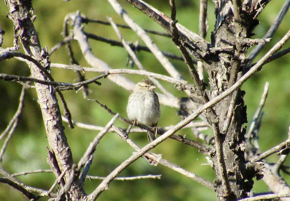 Chipping Sparrow - ML642337461