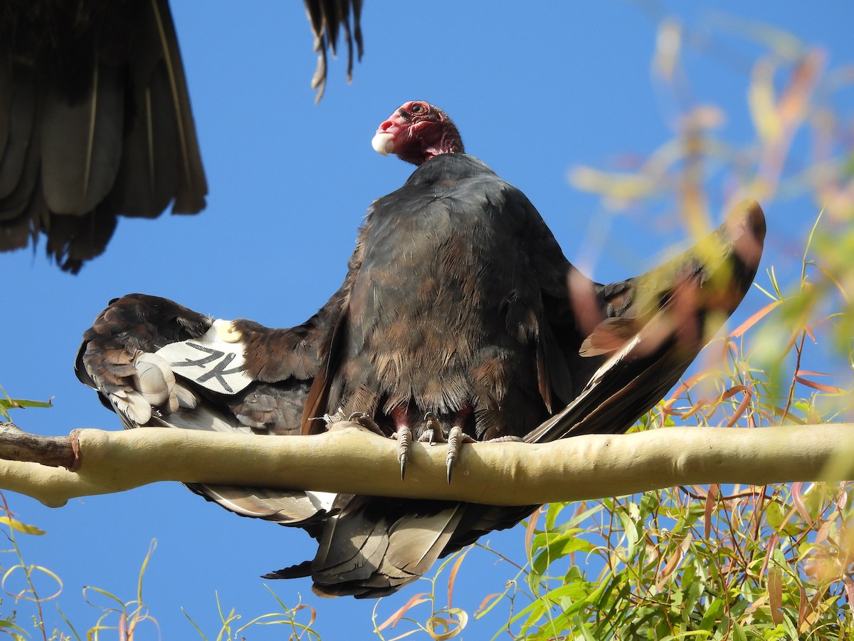 Turkey Vulture - ML642337508